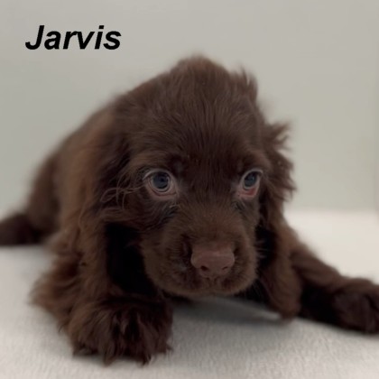 puppy, for, sale, Cocker Spaniel, Joe & Cherri  Overlease, dog, breeder, Miller, MO, dog-breeder, puppy-for-sale, forsale, nearby, find, puppyfind, locator, puppylocator, aca